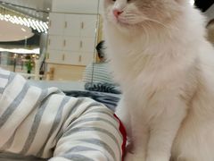 -COLOR PETS 撸猫馆·购猫·猫咖(长风大悦城店)