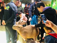 -萌宠奇缘