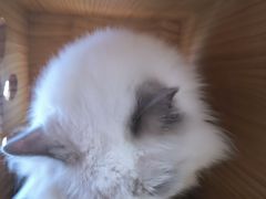 -藏猫猫咖啡主题馆(中央大道店)