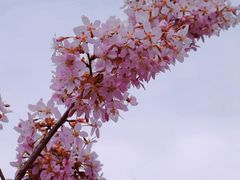 -顾村公园