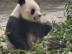 -石家庄市动物园