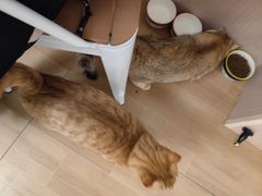 -唐小姐の私宠·宠物洗护美容·撸猫馆·购宠(周浦万达旗舰店)