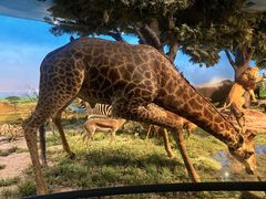 -国家自然博物馆