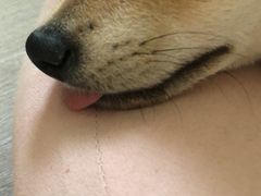 -浣熊柯尔鸭土拨鼠·电玩咖
