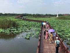 -荷塘月色湿地公园·向阳花洲