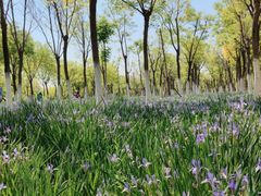 -天津东丽湖风景区