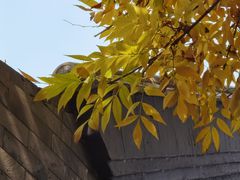 -丽江庭院·云南野生菌·海鲜火锅(鼓楼四合院店)