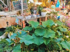 -曲阳花鸟市场(曲阳路店)