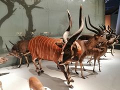 -贝林大翅鲸简餐厅(国家海洋博物馆店)