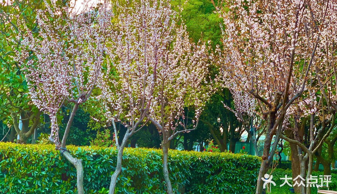 百花齐放