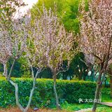 百花齐放