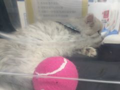 -瑞鹏宠物医院·普外科·影像科·皮肤科(城市山谷分院)