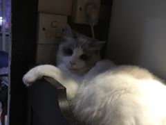 -Bastet sally猫舍购宠(静安店)