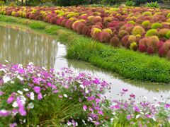 -花开海上生态园