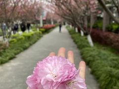-高东镇樱花园