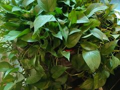 -洛阳宴·洛阳菜(南昌路店)