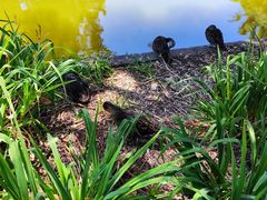 -墨尔本皇家植物园