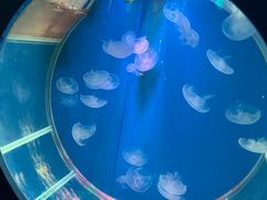 -顺德南宏海立方海洋公园
