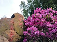 -荆川公园