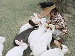 -田园东方蜜桃村的田野营地