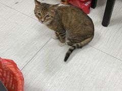 -饨顿香馄饨