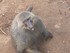 -西霞口神雕山野生动物世界