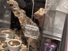 -酷以爬仙阁实体爬宠店·守宫·蜥蜴·专业繁育