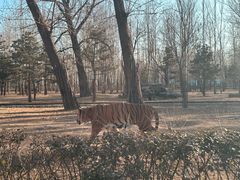 -秦皇岛野生动物园