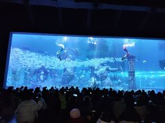 -哈尔滨波塞冬海底世界