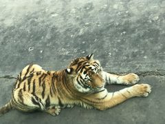 -西安秦岭野生动物园