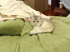 -欣宠猫屋·矮脚拿破仑·蓝金金渐层