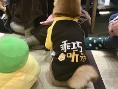 -逗柴咖啡屋·狗咖猫咖宠物桌游