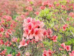 -瑞安圣井山景区