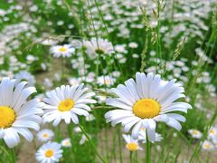 -汉长安城未央宫国家考古遗址公园