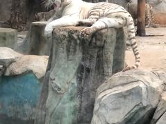 -灵玲国际马戏城