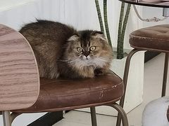 -共舞时光猫咖·狗咖(新街口店)