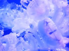 -海合安武汉极地海洋公园