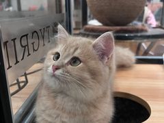 -袖虎·猫馆(体育西路店)
