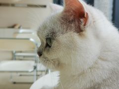 -怪兽屋·羊驼·猫咖·狗咖(俊华广场店)