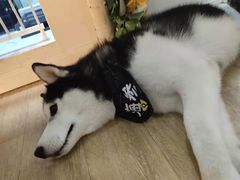 -Husky Go! 哈士奇体验馆·宠物咖啡厅狗咖