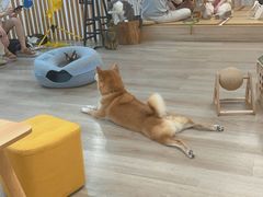 -柴迷FANS CLUB·柴犬狗咖·猫咖