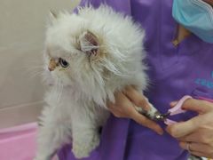 -北京观赏动物医院·24小时大型综合·猫专科·异宠专科