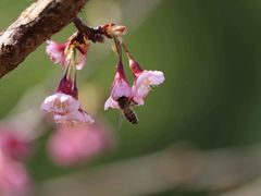 -观澜湖生态运动公社