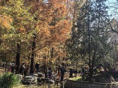 -白水寺森林公园