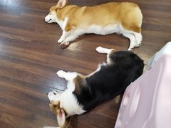 -柯斗斗主题餐厅·狗咖·围炉煮茶·茶饮(国瑞升平里店)