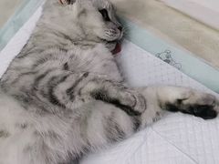 -瑞派宠物医院·中兽医专科(中央商城分院)