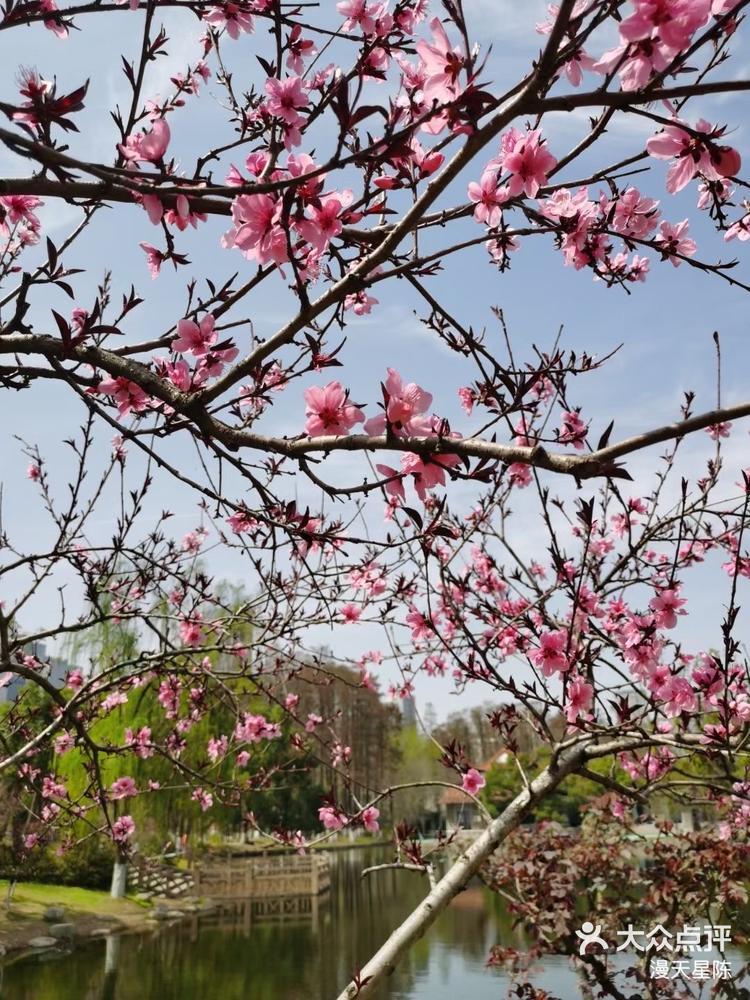 青山公园赏樱花