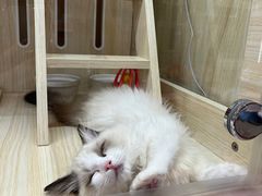-momokira米努特·德文卷毛猫·棉花面纱犬