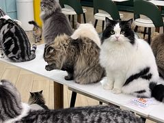 -安格丽娜·狗咖·猫咖羊驼咖(春熙路百盛商场店)