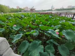 -莲花池公园
